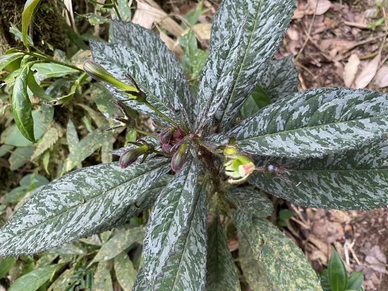 Burmeistera nigropilosa