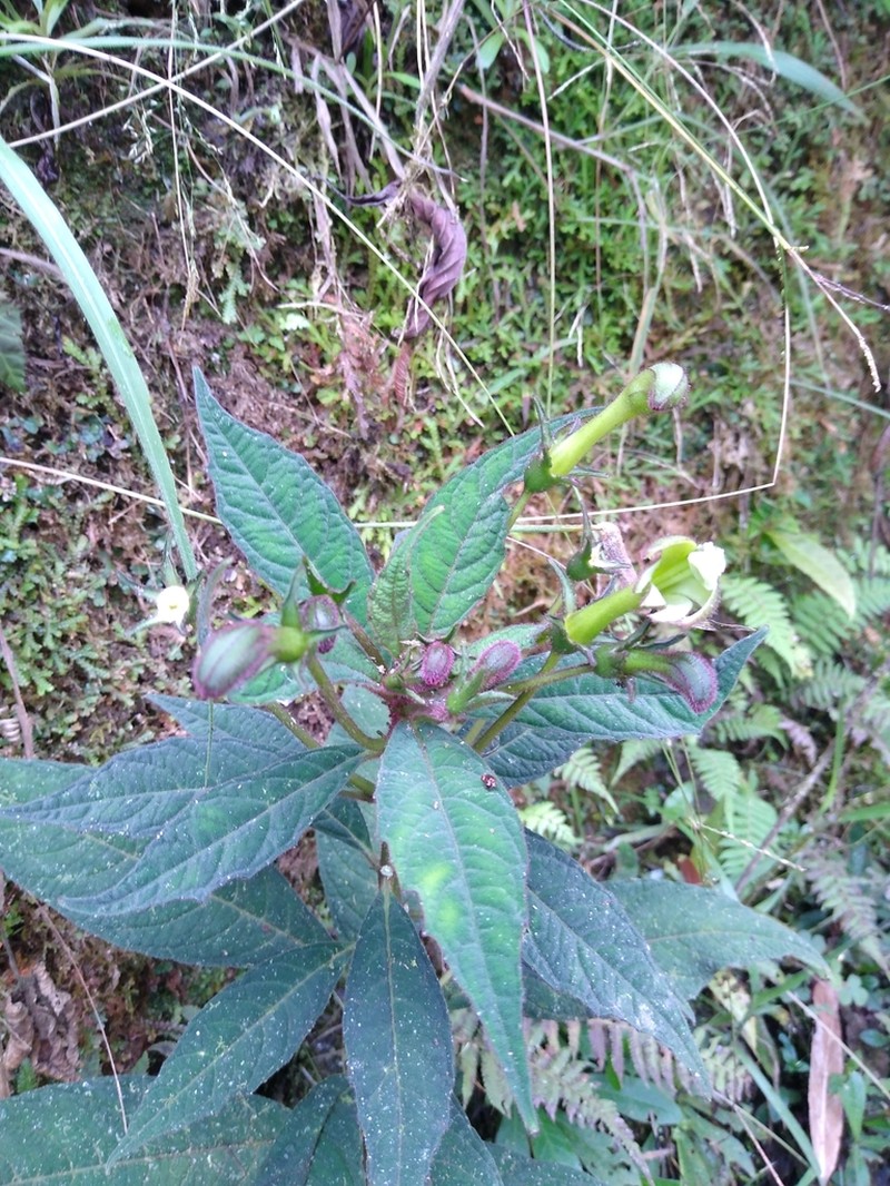 Burmeistera nigropilosa photo 2