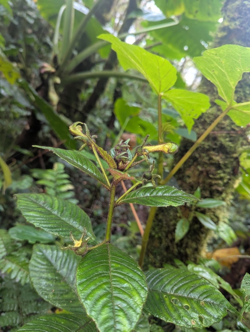 Burmeistera nigropilosa photo 3