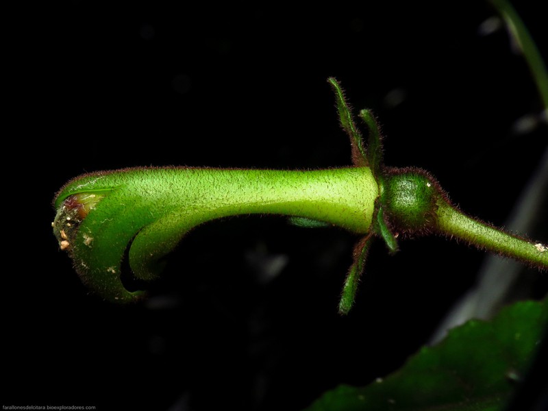 Burmeistera nigropilosa photo 7
