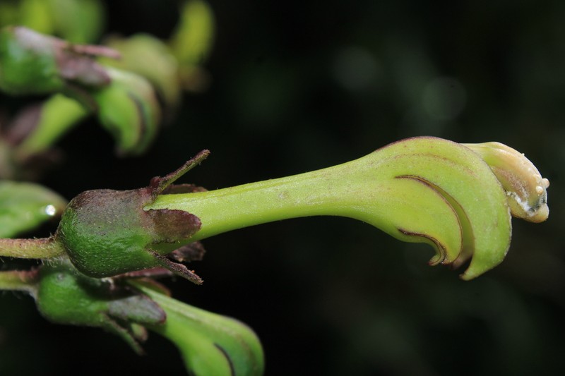 Burmeistera orientalis