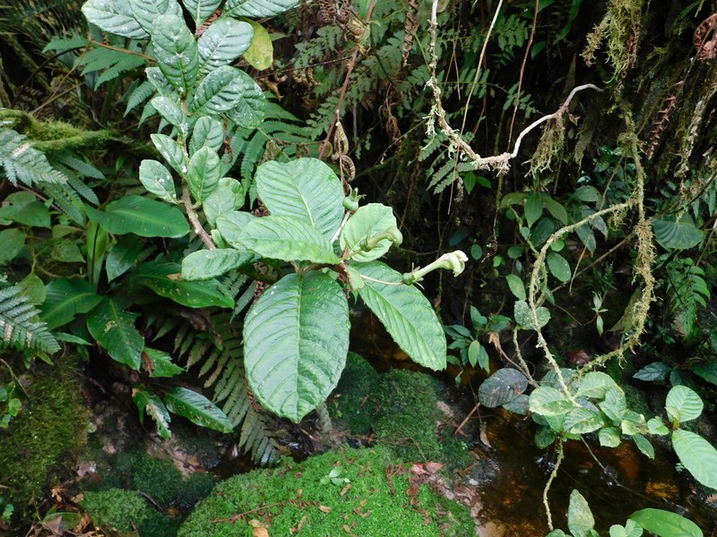 Burmeistera orientalis photo 2