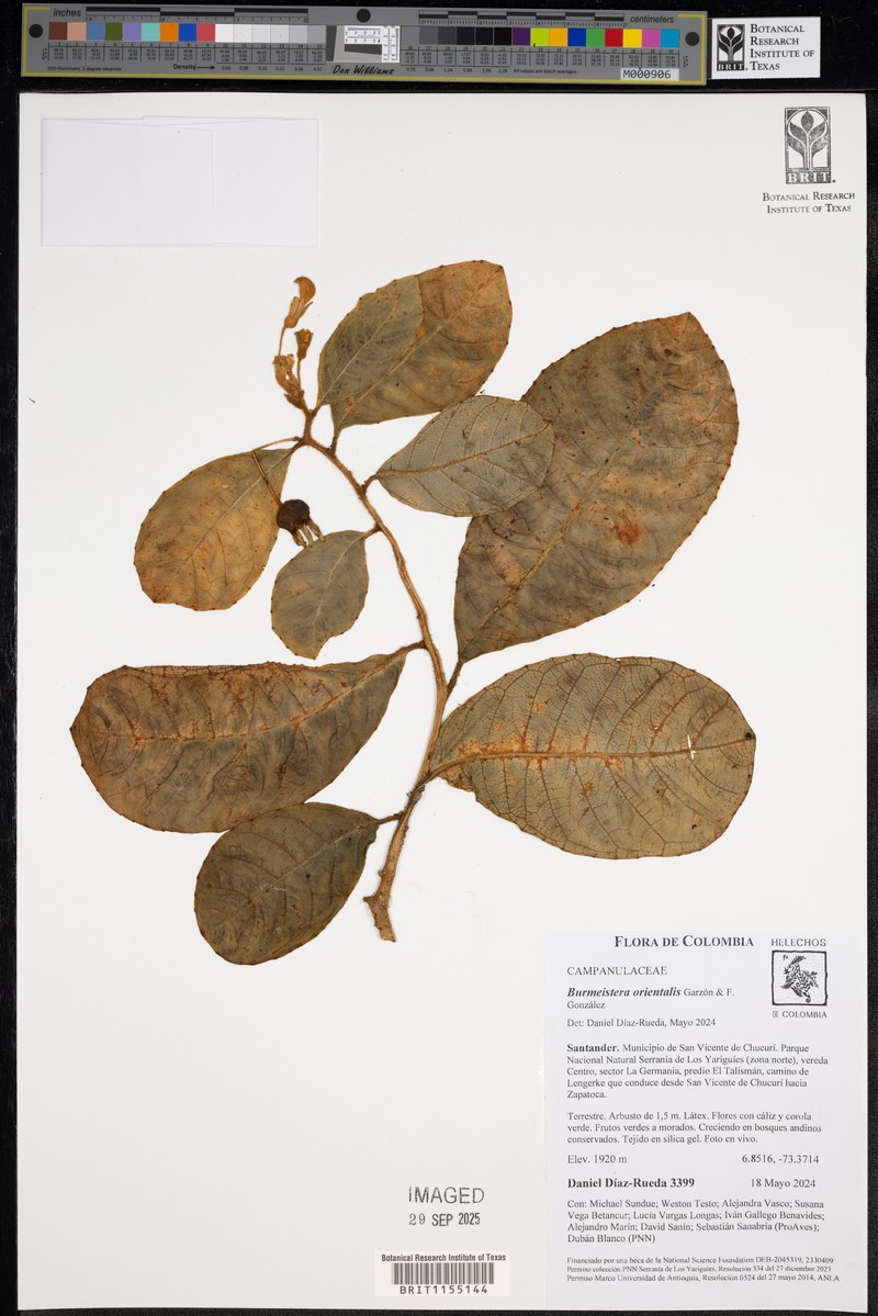 Burmeistera orientalis photo 4
