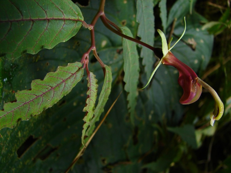 Burmeistera quercifolia photo 2