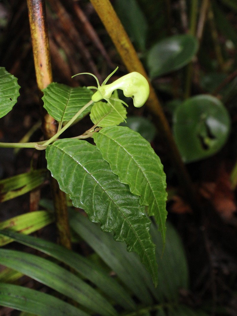 Burmeistera quercifolia photo 4