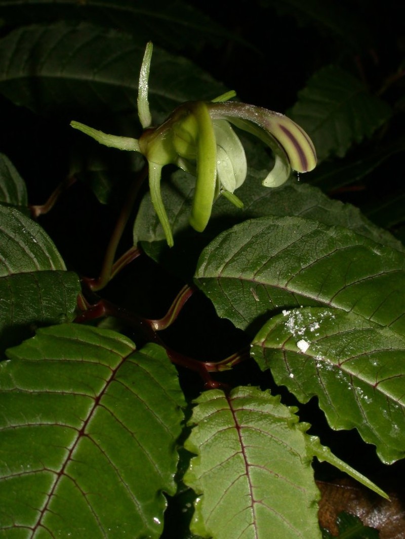 Burmeistera quercifolia photo 6