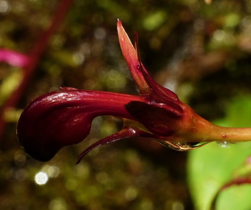 Burmeistera serraniaguae