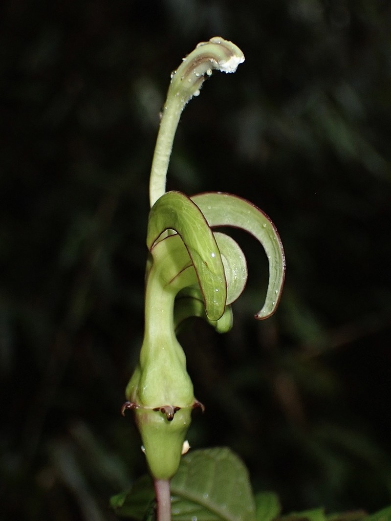 Burmeistera sierrazulensis