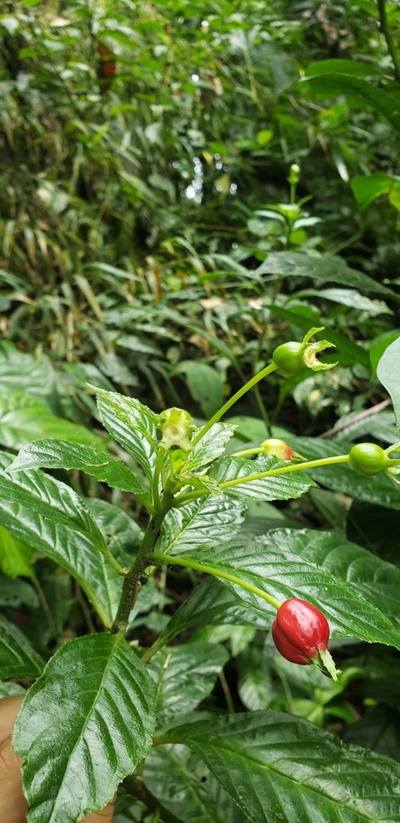 Burmeistera valdiviana
