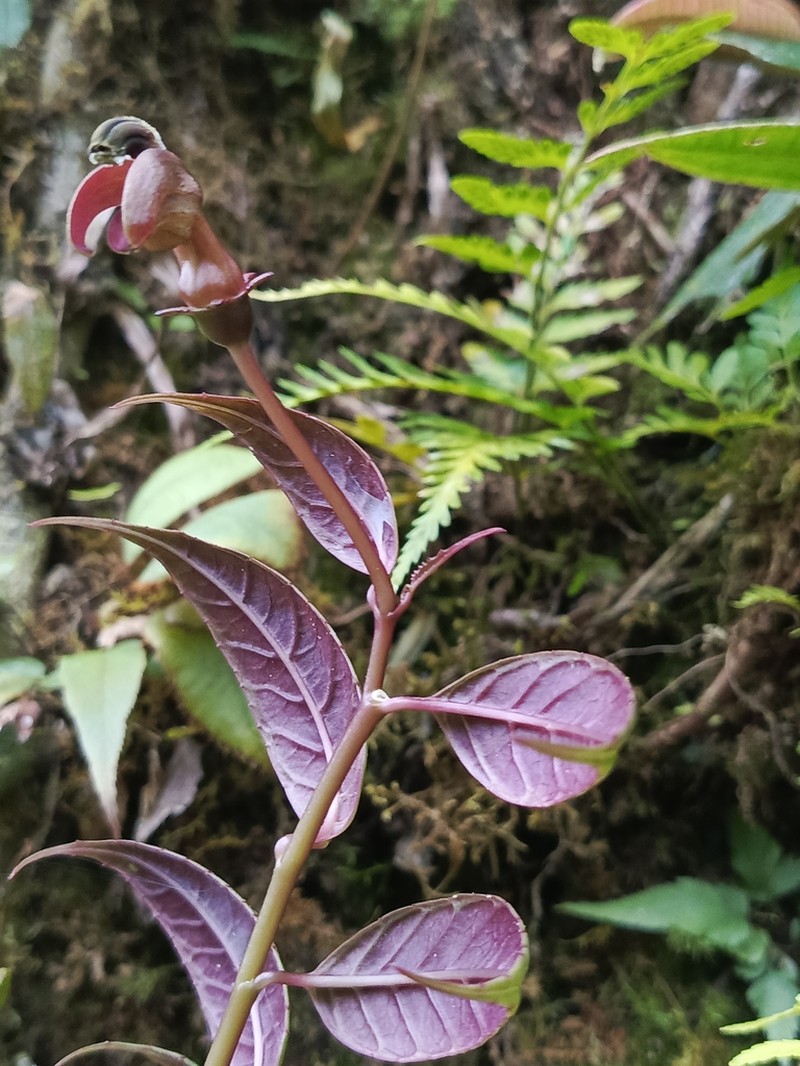 Burmeistera zamorensis