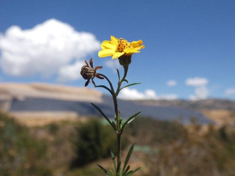 Burnellia cajamarcana
