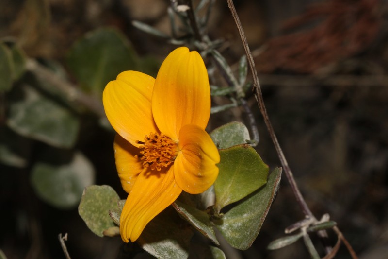 Burnellia cajamarcana photo 2