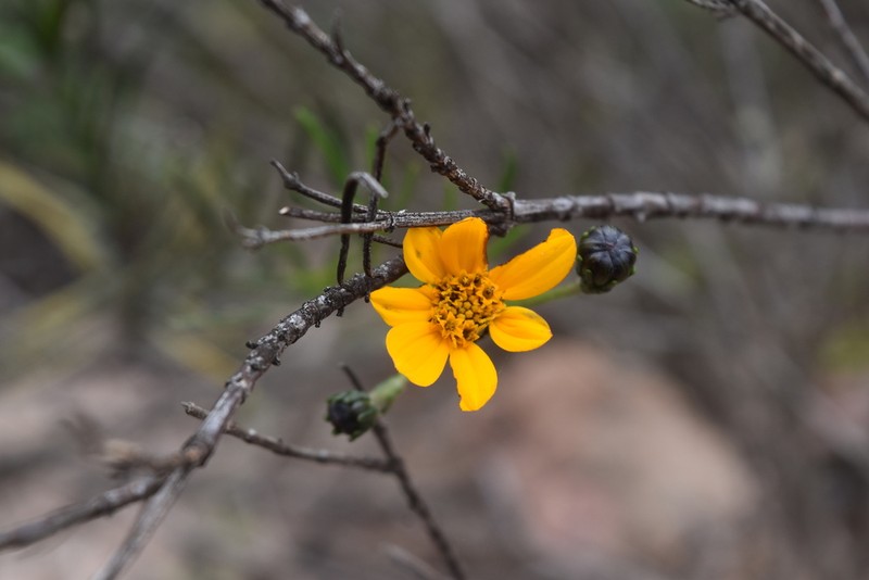 Burnellia capillacea