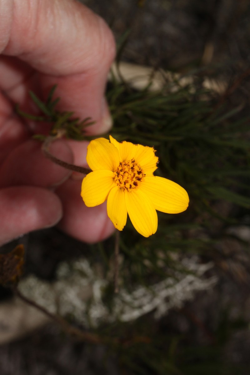 Burnellia capillacea photo 2