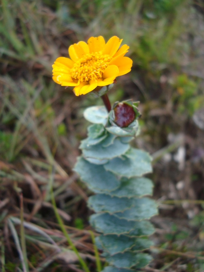 Burnellia connata