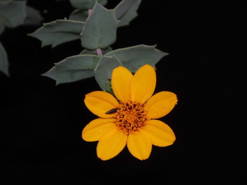 Burnellia connata photo 2