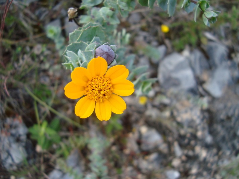 Burnellia connata photo 3
