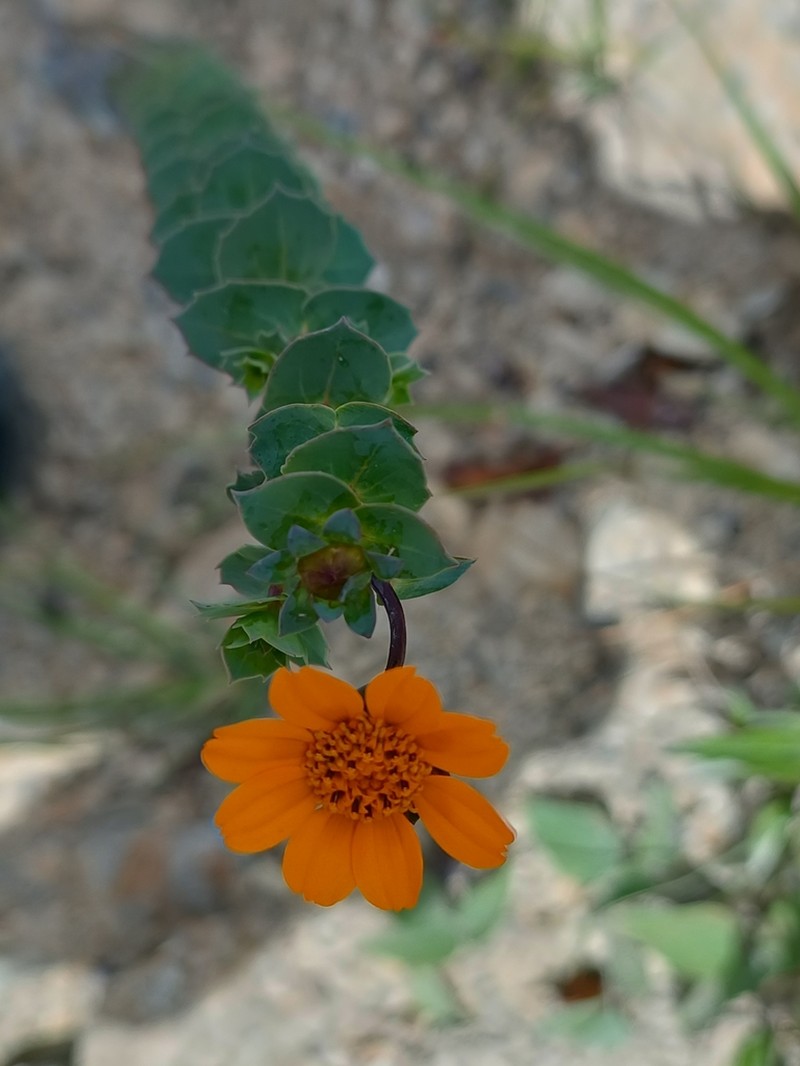Burnellia connata photo 4