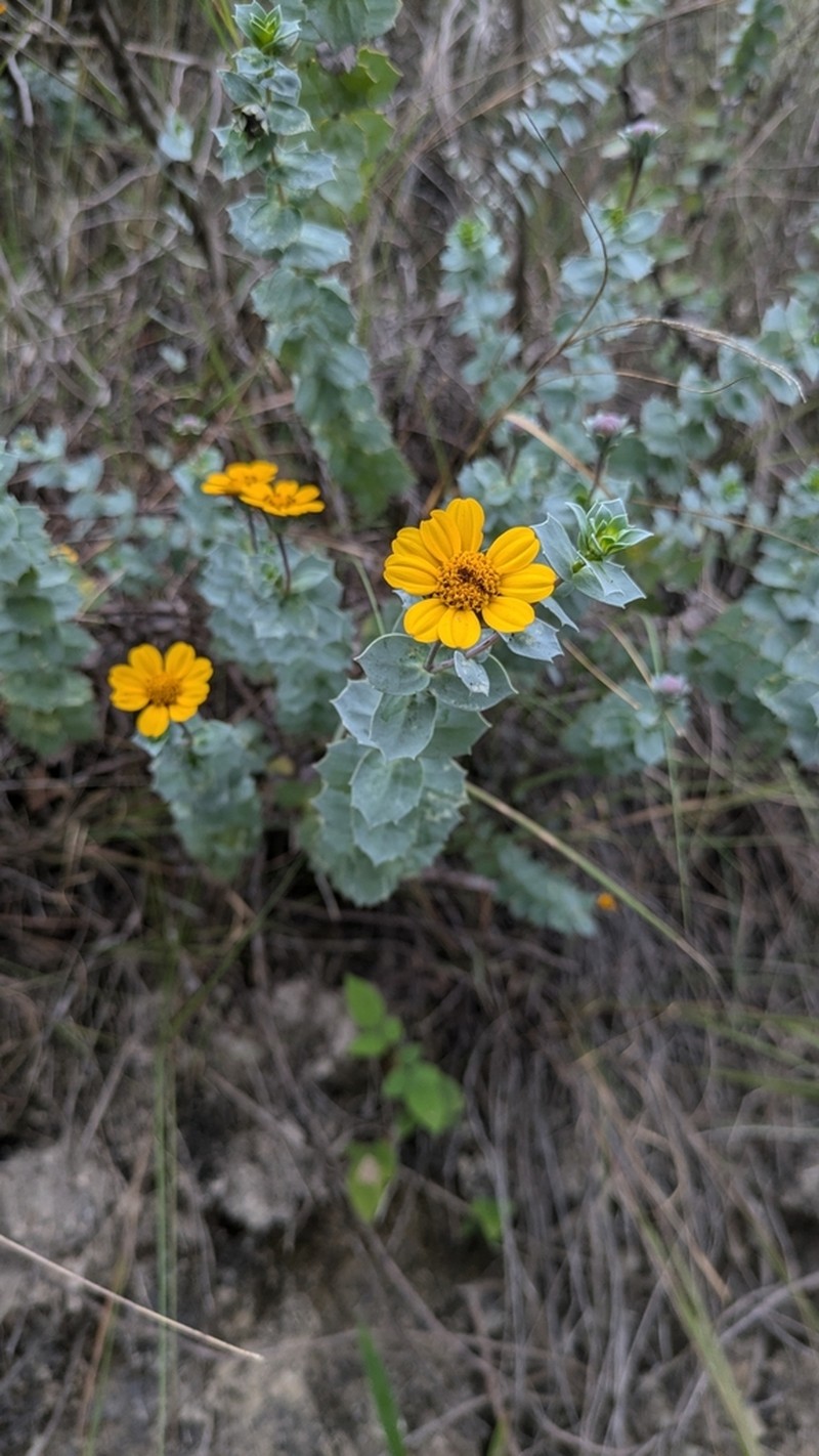 Burnellia connata photo 5
