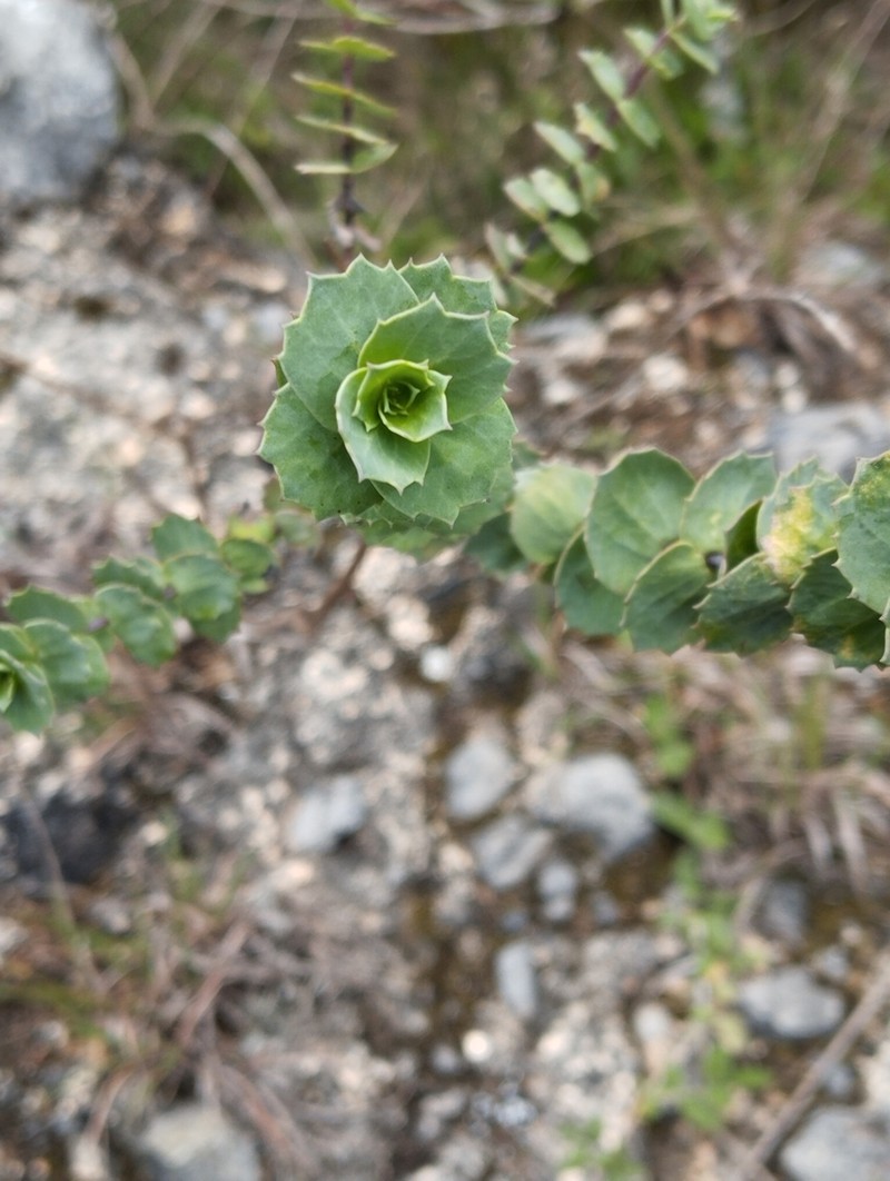 Burnellia connata photo 6
