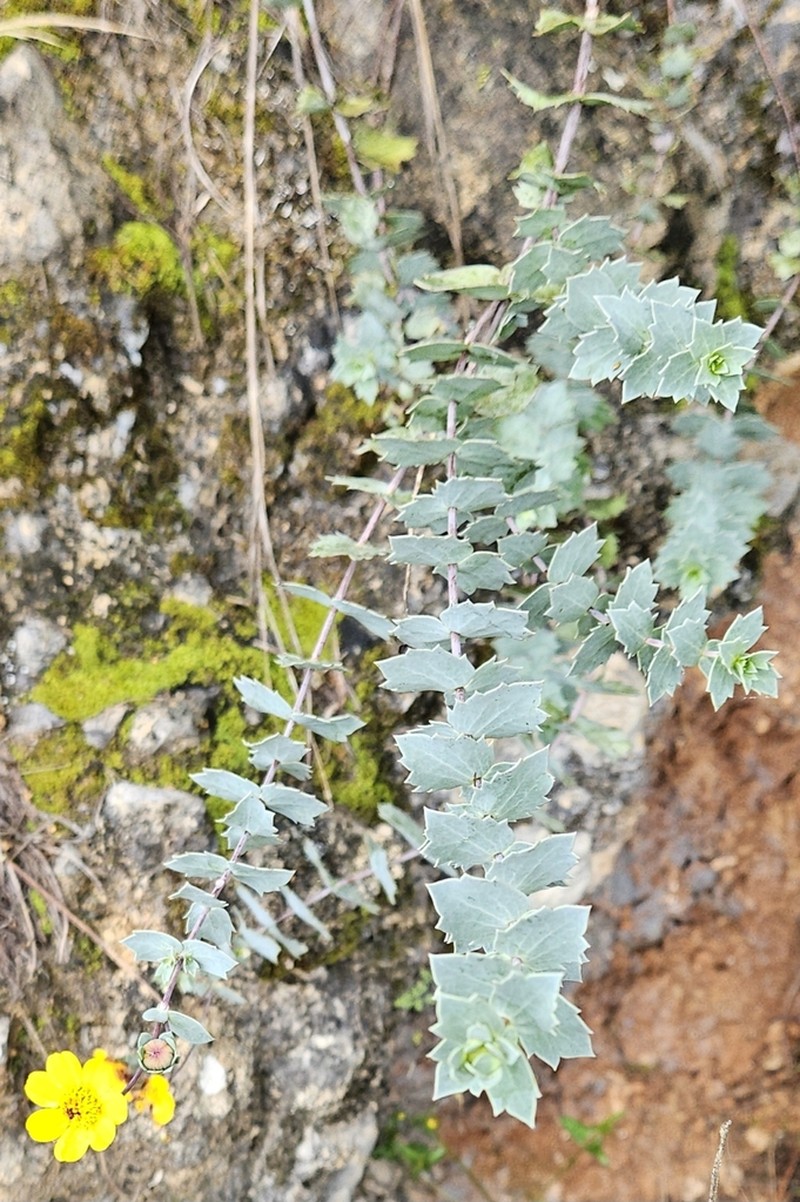 Burnellia connata photo 7