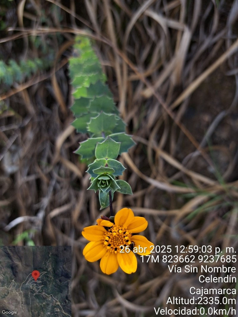 Burnellia connata photo 8
