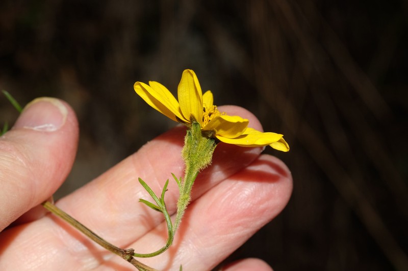 Burnellia fasciculata