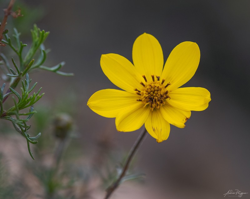 Burnellia fasciculata photo 2