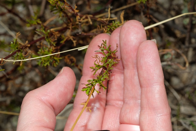 Burnellia fasciculata photo 3