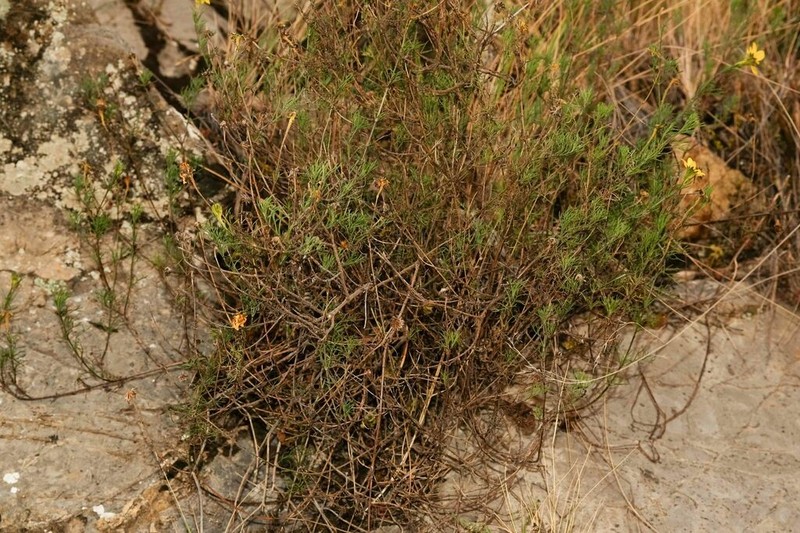 Burnellia fasciculata photo 4