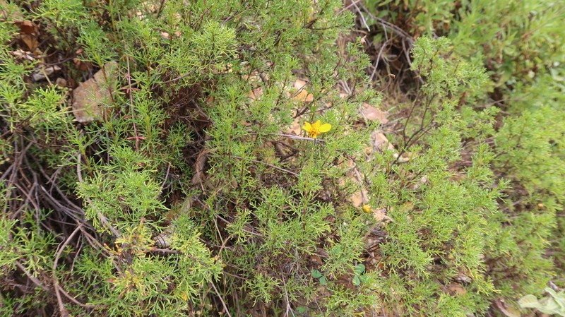 Burnellia fasciculata photo 5