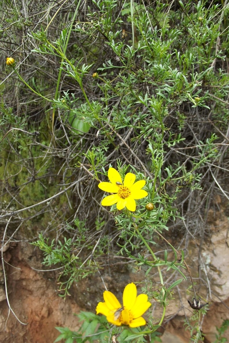Burnellia fasciculata photo 6