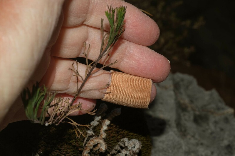 Burnellia fasciculata photo 7