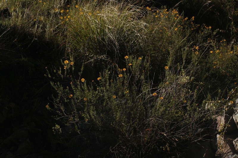 Burnellia fasciculata photo 8