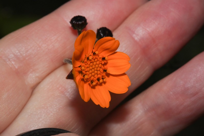 Burnellia microlepis