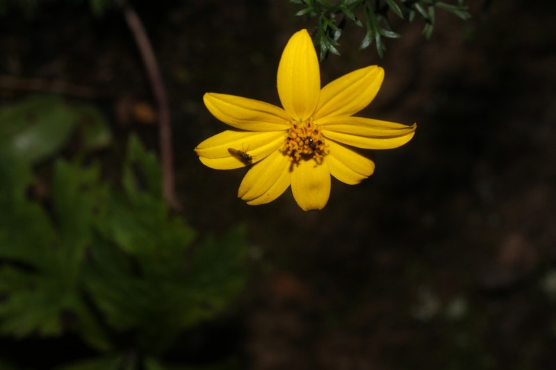 Burnellia nodosa