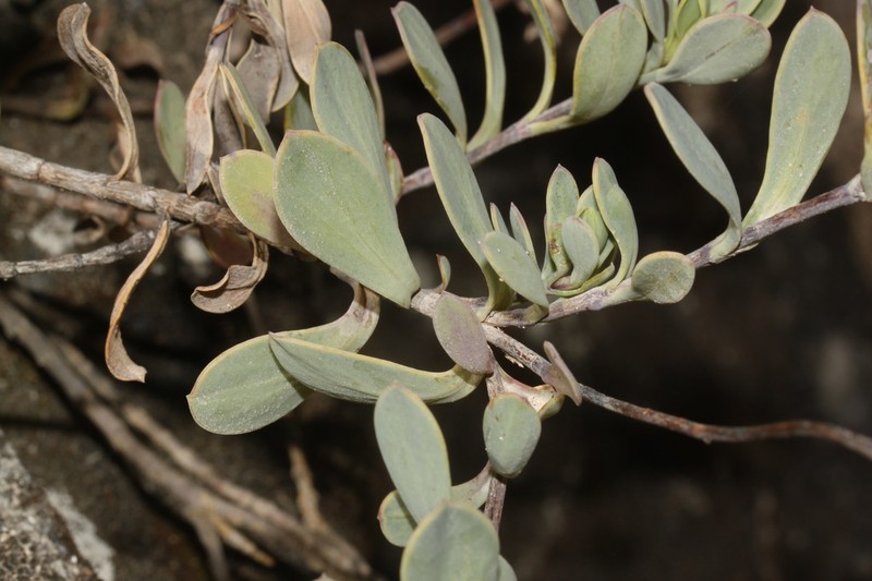 Burnellia obovatifolia