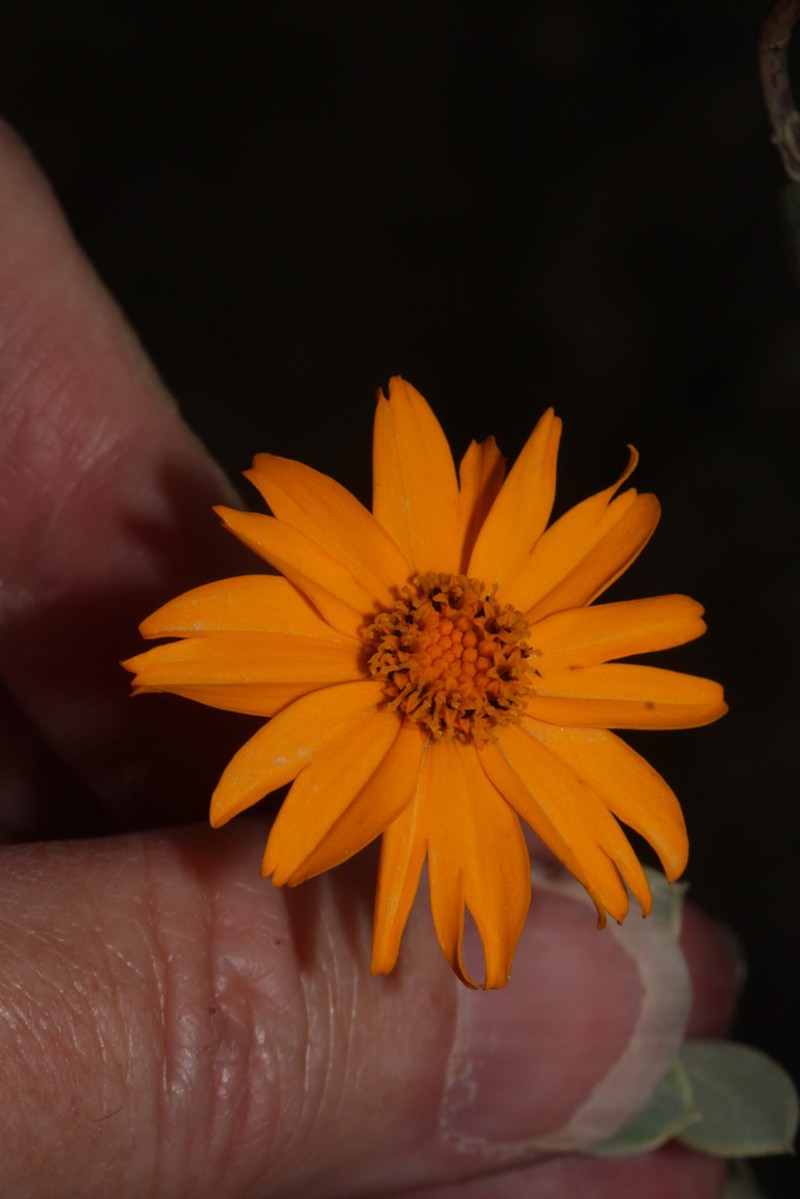 Burnellia obovatifolia photo 2