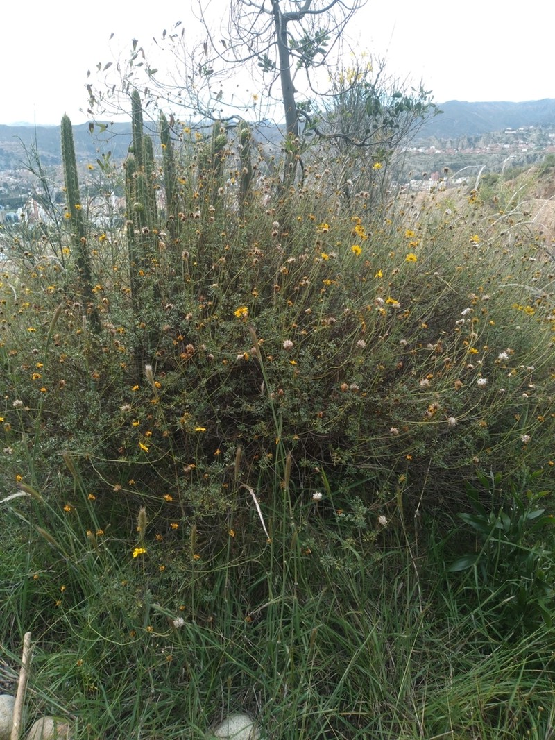 Burnellia pickeringii