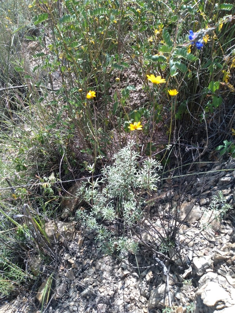 Burnellia pickeringii photo 2
