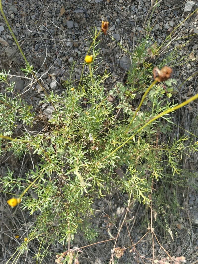 Burnellia pickeringii photo 3