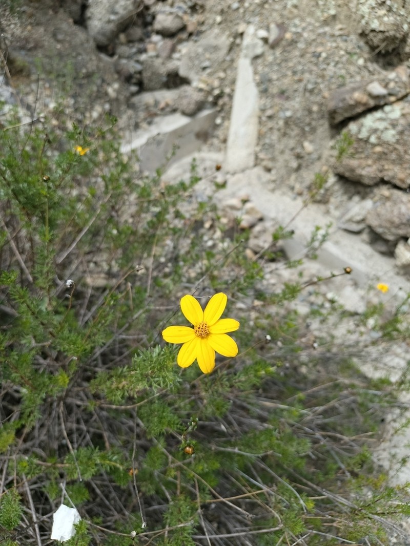 Burnellia pickeringii photo 4