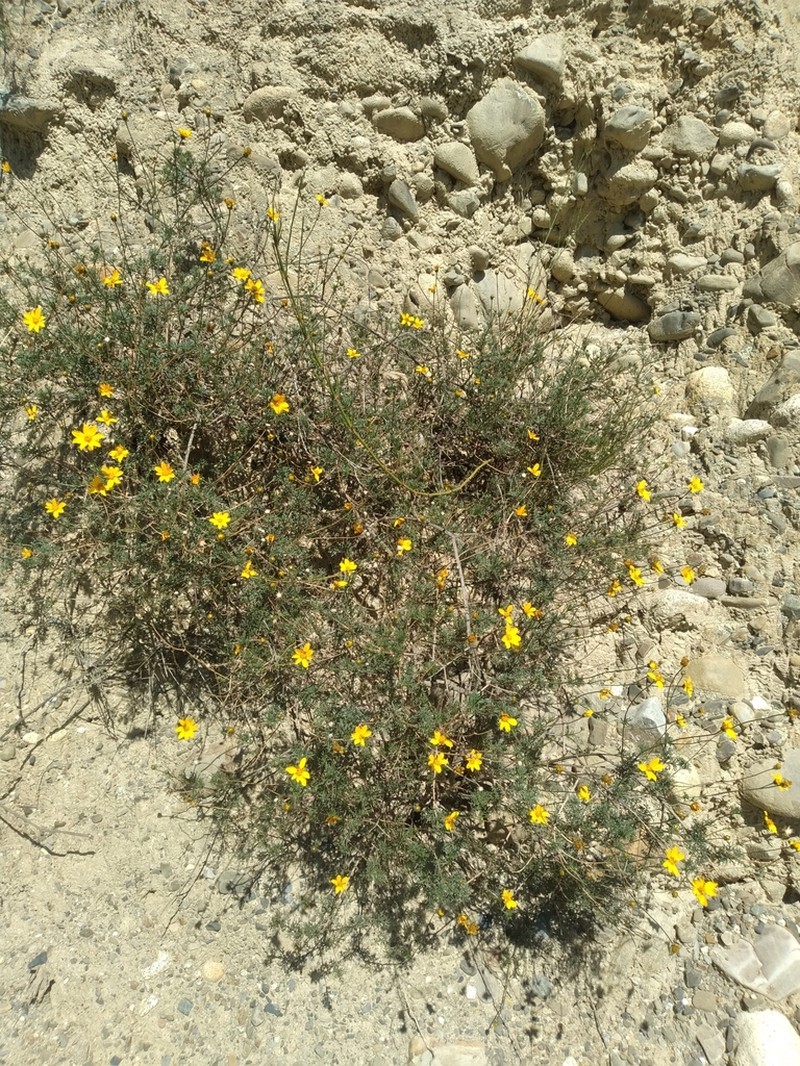 Burnellia pickeringii photo 5