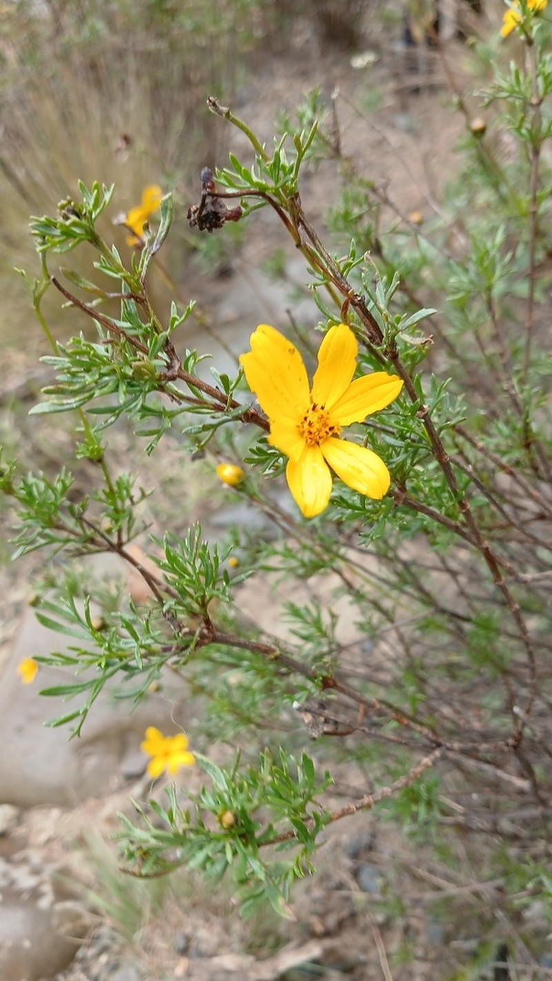 Burnellia pickeringii photo 6