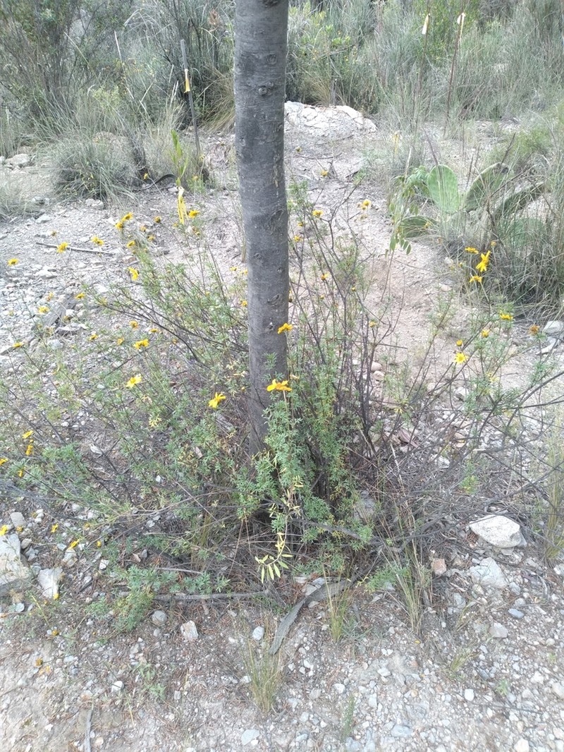 Burnellia pickeringii photo 7