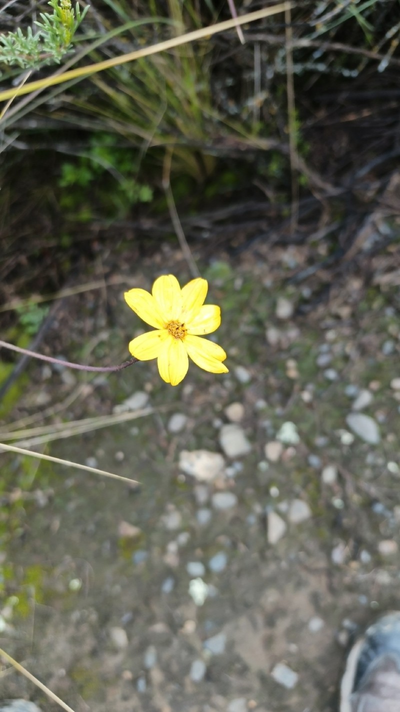 Burnellia pickeringii photo 8