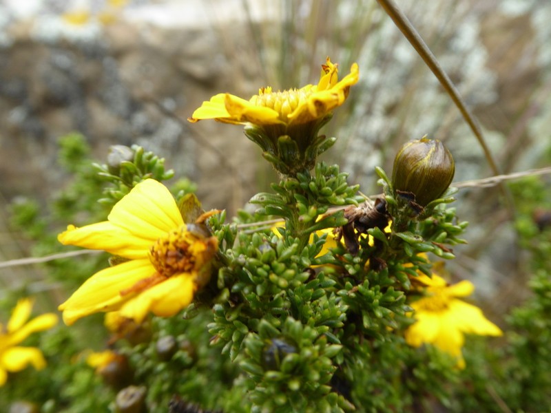 Burnellia senaria