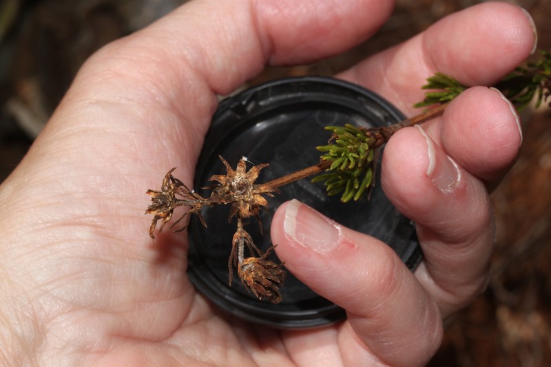 Burnellia senaria photo 2