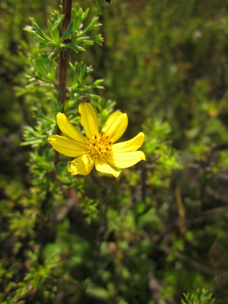 Burnellia senaria photo 3