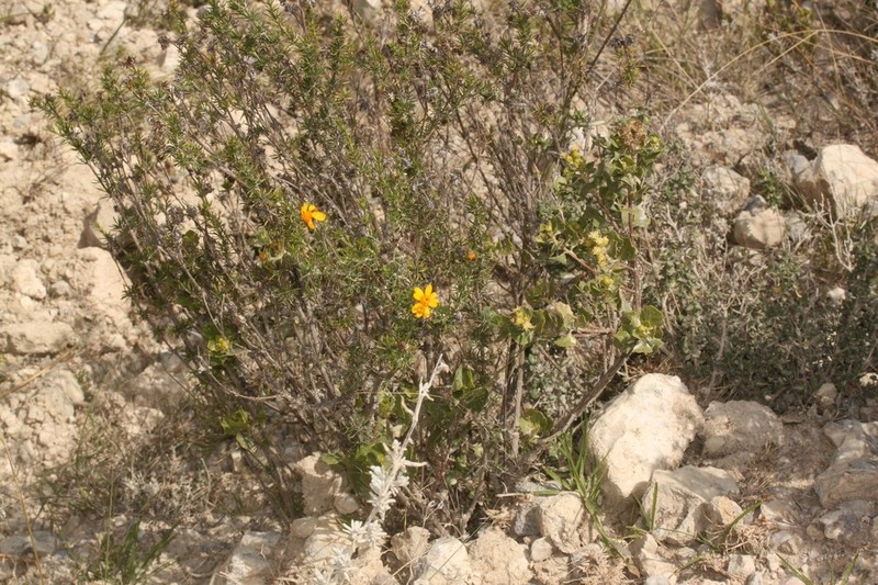 Burnellia senaria photo 4